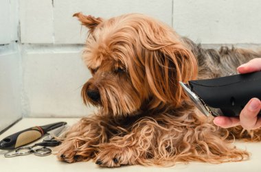 Köpek bakımı, hayvanat bahçesinde Yorkshire Teriyeri.