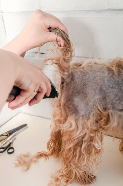 Köpek bakımı, hayvanat bahçesinde Yorkshire Teriyeri.