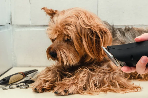 Köpek bakımı, hayvanat bahçesinde Yorkshire Teriyeri. — Stok fotoğraf