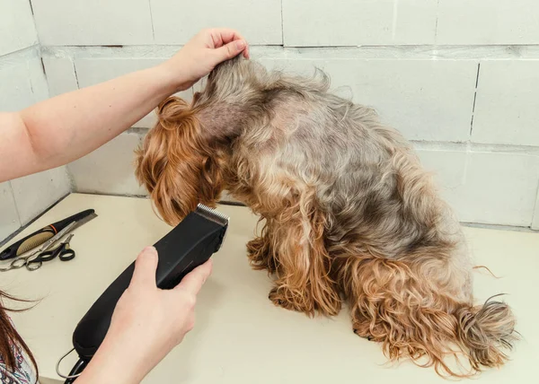 Dog care, grooming Yorkshire Terrier at the Zoo — Stock Photo, Image
