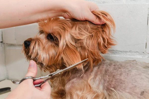 Hund vård, grooming Yorkshire Terrier på Zoo Stockbild