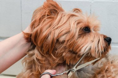 Bir köpek hijyeni, Yorkshire Teriyeri hayvanat bahçesinde budanmış, bir usta tarafından hazırlanmış, yakın plan.