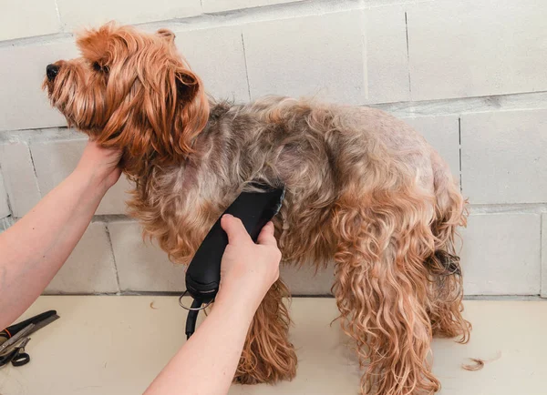 Bir Köpek Hijyeni Yorkshire Teriyeri Hayvanat Bahçesinde Budanmış Bir Usta — Stok fotoğraf