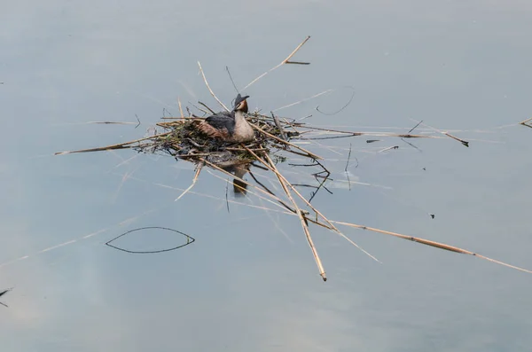 チョンガの水鳥やグローブは、その生息地で — ストック写真