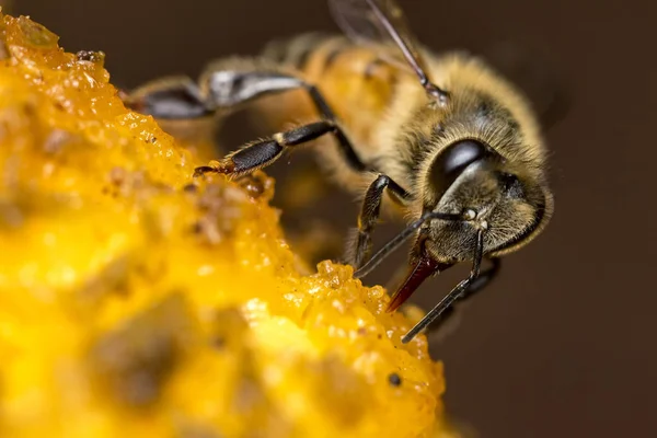 Bee üzerinde mango aşırı yakın