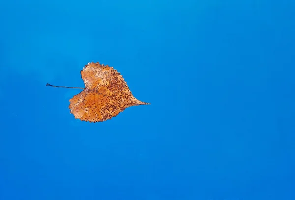 Feuille en forme de coeur dans la piscine — Photo