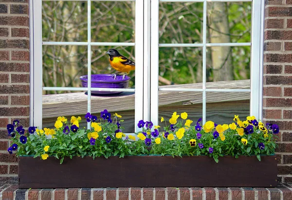 Oriole Baltimore na janela — Fotografia de Stock