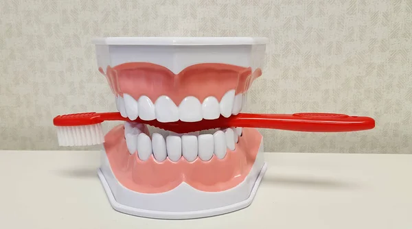 Teeth holding a red toothbrush — Stock Photo, Image