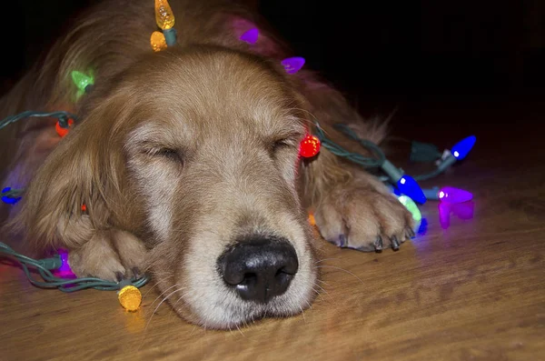 Golden retriever w splątane Christmas lights — Zdjęcie stockowe