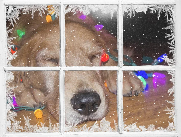 Golden retriever with lights in window — Stock Photo, Image
