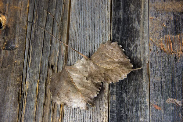 Feuilles séchées sur bois rustique — Photo