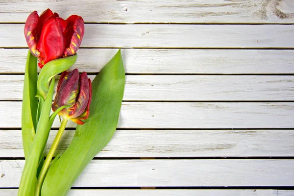 Červené tulipány na bílé dřevo — Stock fotografie