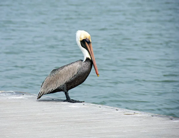 Pelicano no cais — Fotografia de Stock