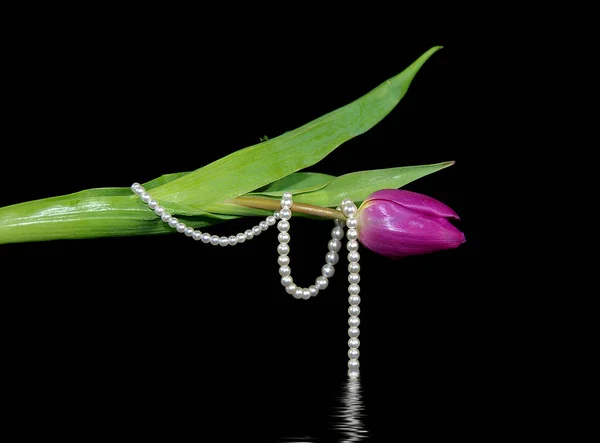 Ροζ tulip τυλιγμένα με μαργαριτάρια — Φωτογραφία Αρχείου