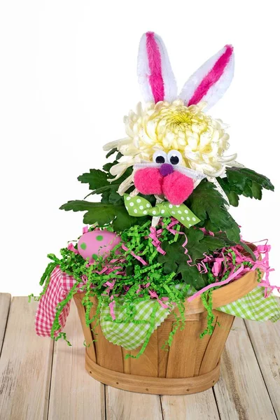Pasqua coniglietto crisantemo pianta nel cestino — Foto Stock