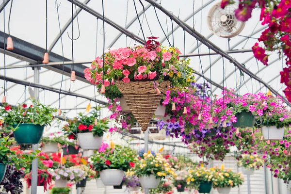 Colgando cestas de plantas con flores — Foto de Stock