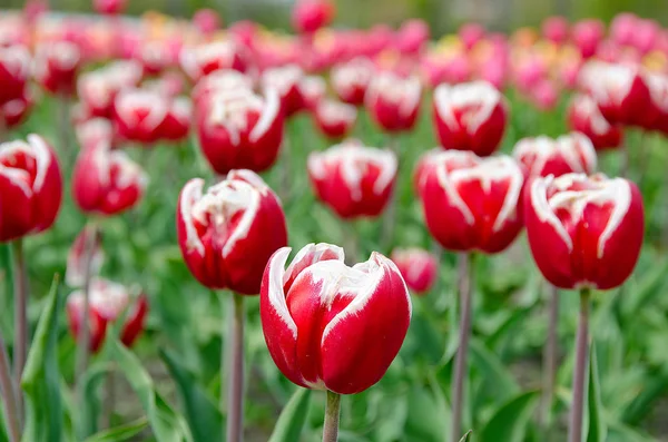 Red and white Dutch tulips in field — Stock Photo, Image