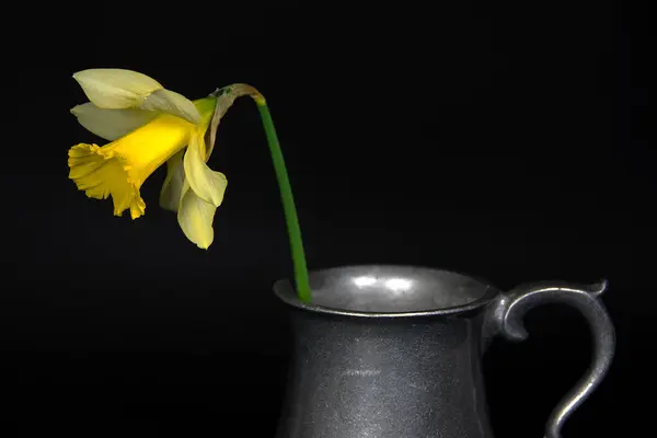 Daffodil in vintage pewter pitcher — Stock Photo, Image