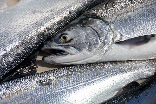 Catture di salmone coho — Foto Stock