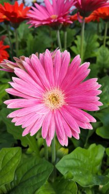 pembe gerbera Papatya bahçesinde