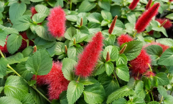 Şönil bitki üzerinde kırmızı kabarık çiçekleri — Stok fotoğraf
