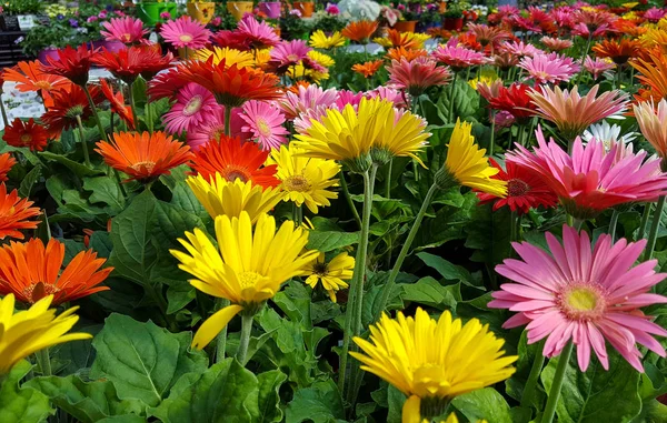 Gerbera daisy bitkilerde Bahçe — Stok fotoğraf