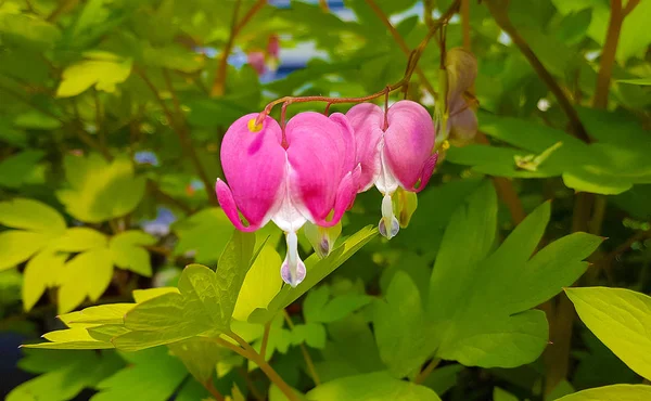 Rosa blutende Herzen auf Busch — Stockfoto