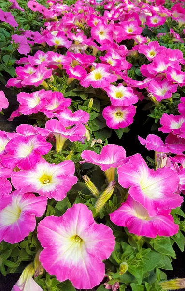 Pétunias roses dans le jardin — Photo