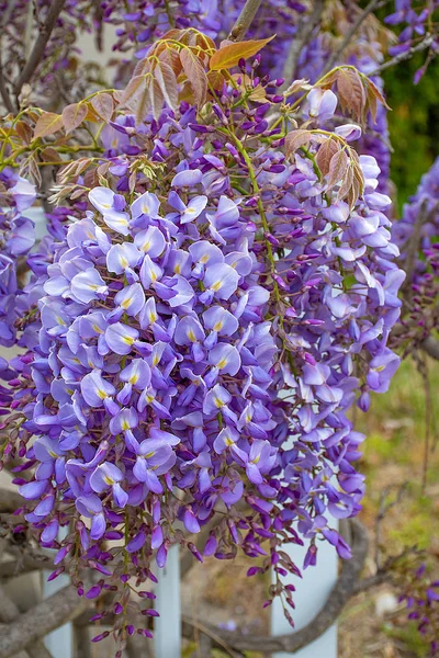 보라색 등나무 꽃 — 스톡 사진