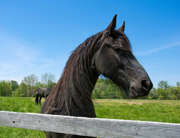 Black Friesian horse in pasture — Stock Photo, Image