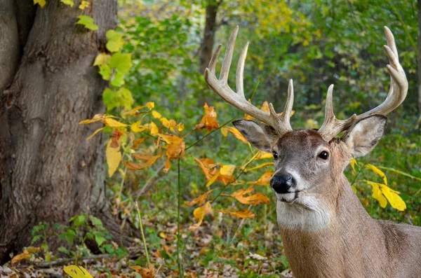 Big buck deer in autumn woods — Stock Photo, Image