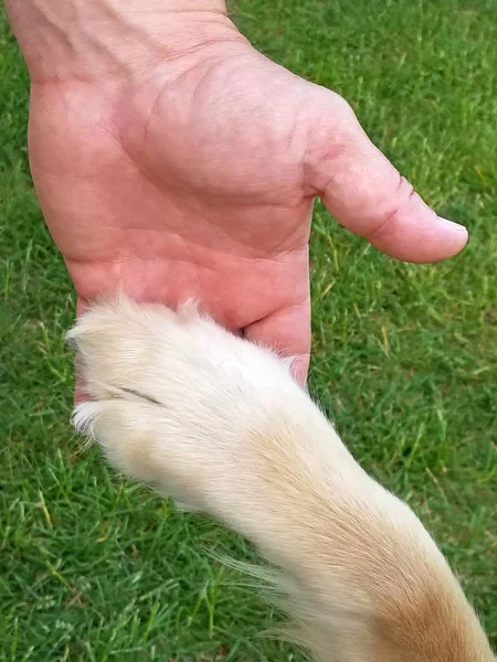 Dog paw in man 's hand — стоковое фото