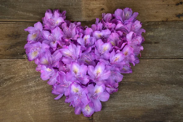 Rosa azalea flor corazón — Foto de Stock