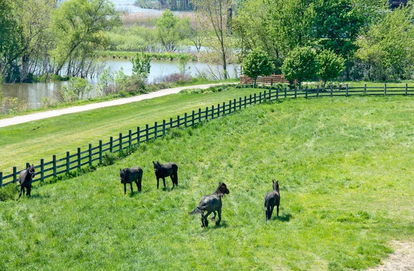 Friesian horses in green Michigan pasture — Stock Photo, Image