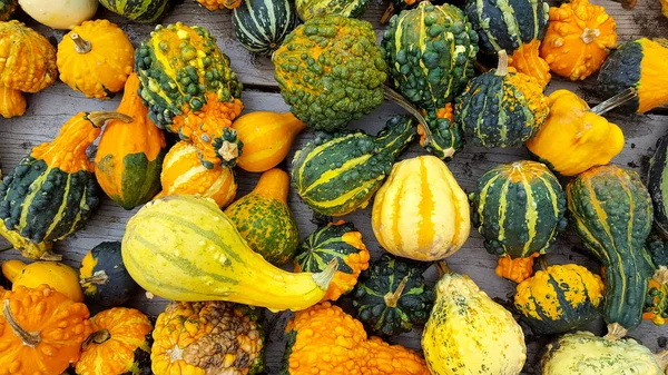 Autumn gourd collection — Stock Photo, Image