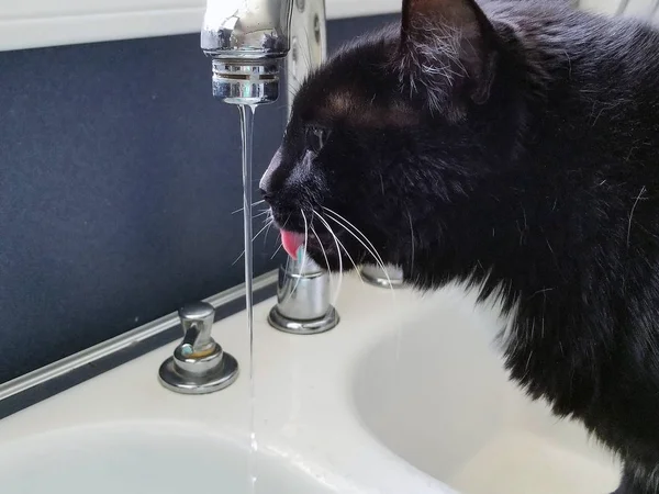 Gatto che beve dal rubinetto del lavandino della cucina — Foto Stock