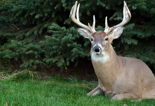 Velký buck jelen v trávě — Stock fotografie