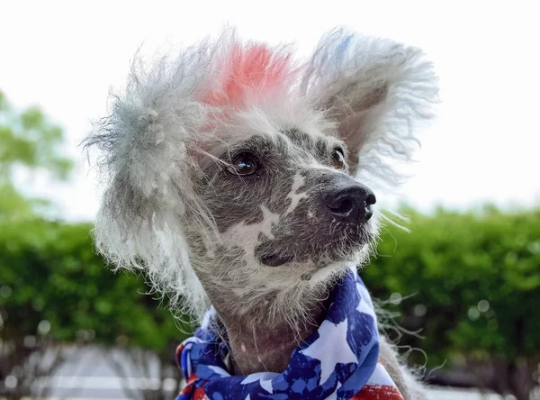 Chinês Crested cão sem cabelo — Fotografia de Stock