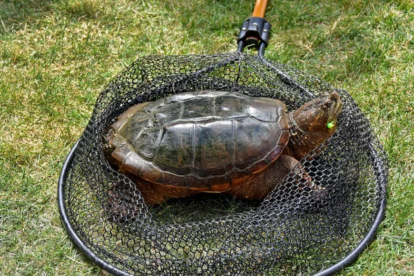 Snapping turtle in fishing net — Stock Photo, Image