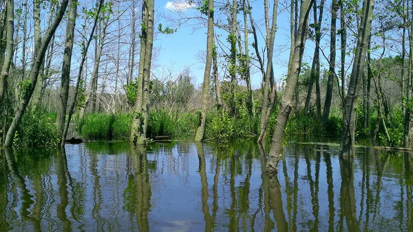 Νεκρά δέντρα σε πλημμυρισμένα δάση — Φωτογραφία Αρχείου