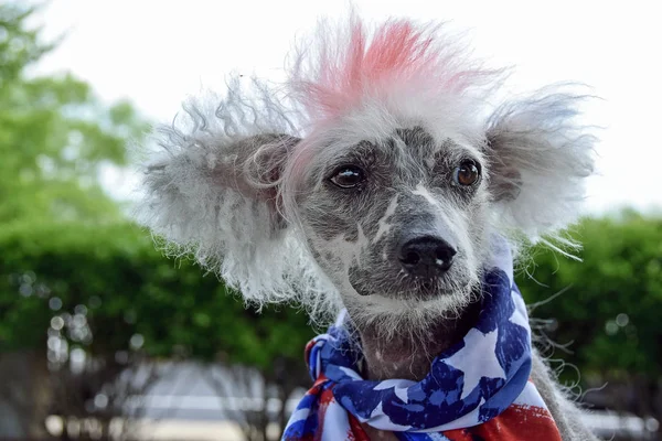 Patriotic Chinese Crested Hairless dog — Stock Photo, Image