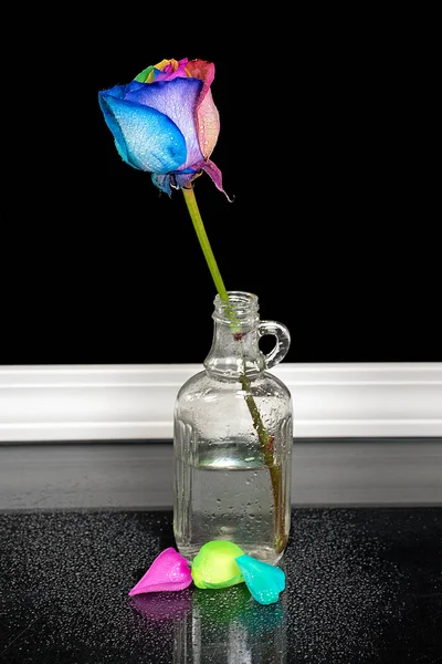Одинокая радужная роза в ретро-бутылке — стоковое фото