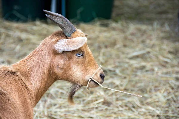 Cabra castanha comendo feno — Fotografia de Stock