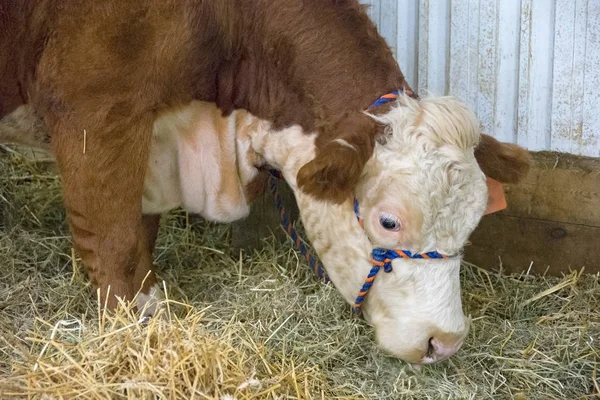 Hereford koe in schuur stal — Stockfoto
