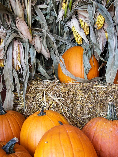 Orange pumpkin and cornstalk — Stock Photo, Image