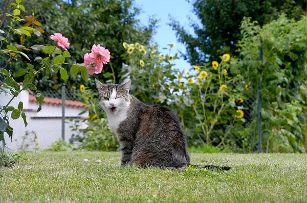 Tabby cat on grass in backyard — Stock Photo, Image