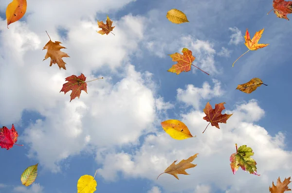 Chute des feuilles d'automne dans le ciel — Photo