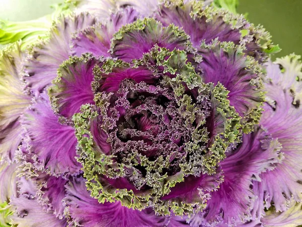 Ornamental cabbage plant — Stock Photo, Image