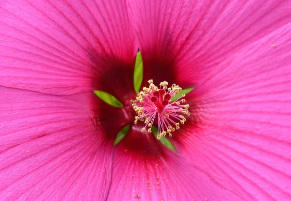 Крупним планом рожевий гібіскус — стокове фото