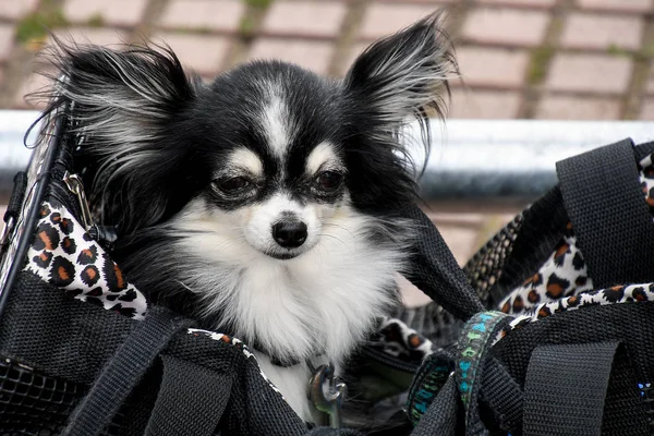 Negro y blanco Pomeranian en bolso — Foto de Stock